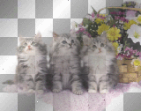 cats - by michelle1234oi™