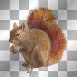 SQUIRREL FANTASY ANIMAL FOREST 