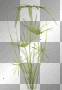 Spring summer water green grass