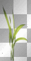 Spring summer water green grass