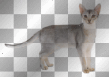 Kitten - TracyMcGibbon