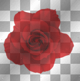 Vintage gothic flowers rose red