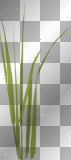 Wingska spring summer green grass