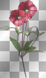 Wingska summer flowers pink