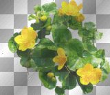 Wingska summer flowers yellow