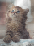 Kitten add-on