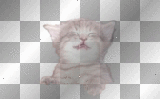 happy cat