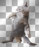 walking cat