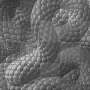black animated abstract snake skin background