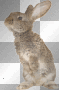 winter ,animals  rabbit  dubravka4