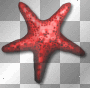 STARFISH STAR FISH RED