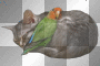 cat and parrot cat and parrot