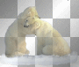 icebears icebears