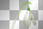 snowdrop snowdrop