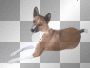 dog hund gif ludmilla1959  