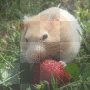 Hamster Eating Strawberry jpg