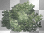 tree animated dubravka4