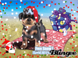 X-Mas Rottie!