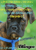 Wenn Menschen denken das Tiere nicht fühlen..