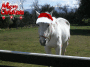 Xmas