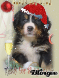 puppy 2012 sleigh
