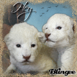 White Lion Cubs