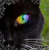 Rainbow kittie's eyes