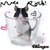 Mice rock!
