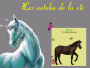 Equideow