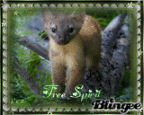 Irish Stoat/Free Spirit