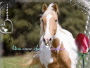 paint horse