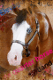 quarter horse