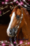 chevaux western