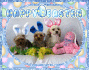 HAPPY EASTER PUPS TOP 28 & TOP 44