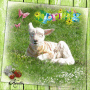 Lamb - Happy Spring