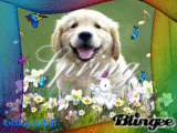 CHIOT 