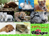 Bébé animaux