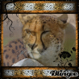 Portrait Of An Animal!!!