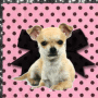 I ♥ CHIHUAHUA