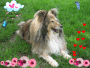 mon chien