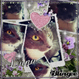 ~Lunα*{My little bαbykitty^^}