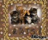baby cats
