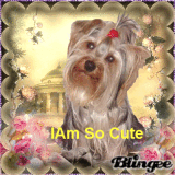 I Am So Cute
