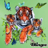 Tigers and Butterflies
