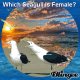 Which Seagull Is Female?   By BRU 