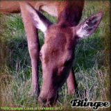 Auge in Auge mit der Natur, Eye to eye with the nature