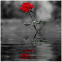 A Single Red Rose