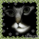 Wachsame Katze