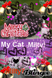 My Cat Milty 6