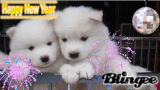 Happy New Year with Two Samoyed's!